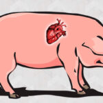 Человеку впервые успешно пересадили сердце ГМО-свиньи