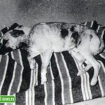 Атака чупакабры? В 1979 году в Испании нечто убивало собак, свиней и коз, высасывая кровь и удаляя органы из тела