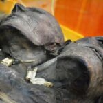 Кап Два - загадочная мумия двухголового гиганта из Патагонии - Загадки человека - Паранормальные новости